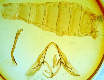 Media type: image;   Entomology 23035 Aspect: genetalia